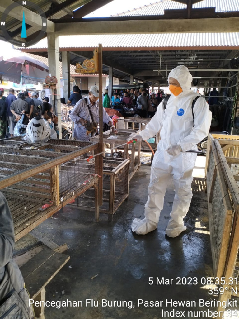 PETUGAS KESEHATAN HEWAN MELAKUKAN SPRAYING PENCEGAHAN FLU BURUNG DI PASAR HEWAN BERINGKIT